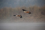 Ruddy Shelducks