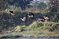 Ruddy Shelducks