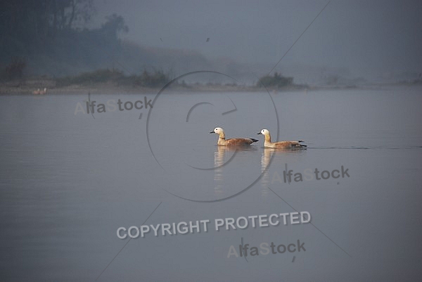 Ruddy Shelducks