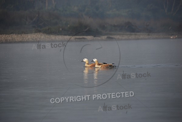 Ruddy Shelducks