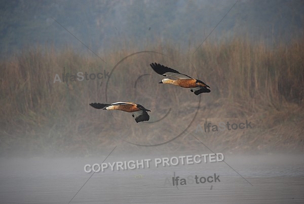 Ruddy Shelducks