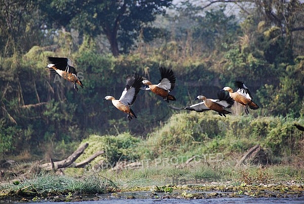 Ruddy Shelducks