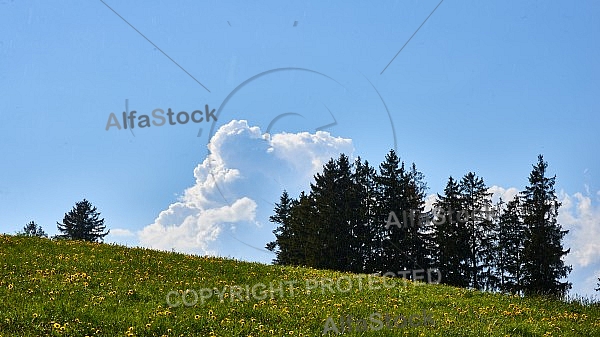 Schwaltenweiher, Schlosshof, Rückholz, Allgäu, Bavaria, Germany