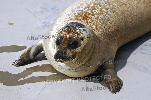 sea calf