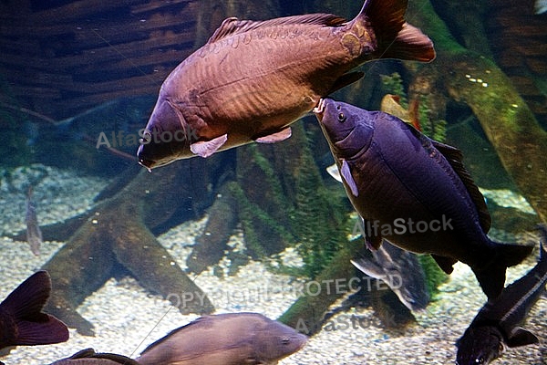 Sea Life, Munich, Bavaria, Germany