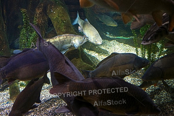 Sea Life, Munich, Bavaria, Germany