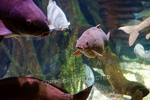 Sea Life, Munich, Bavaria, Germany