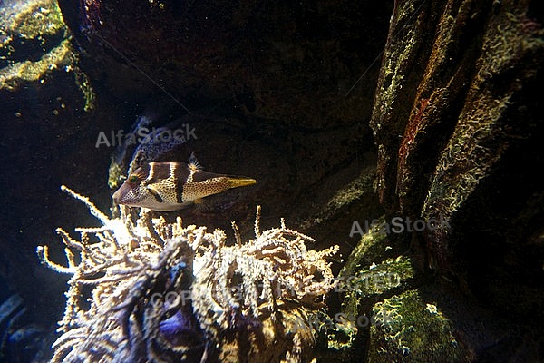 Sea Life, Munich, Bavaria, Germany