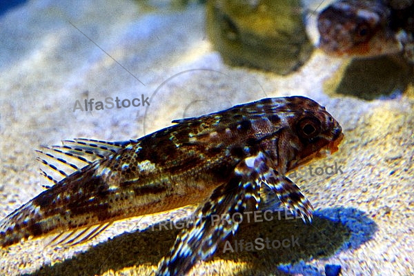 Sea Life, Munich, Bavaria, Germany