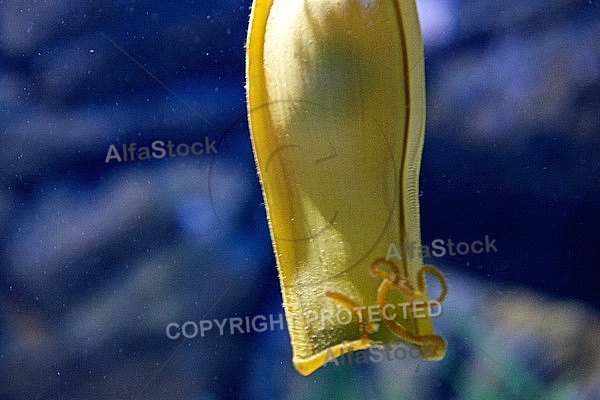 Sea Life, Munich, Bavaria, Germany