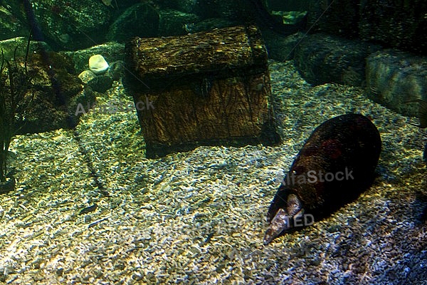 Sea Life, Munich, Bavaria, Germany