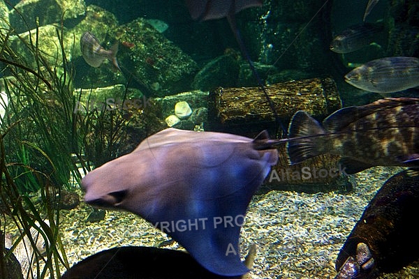 Sea Life, Munich, Bavaria, Germany