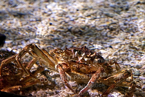 Sea Life, Munich, Bavaria, Germany