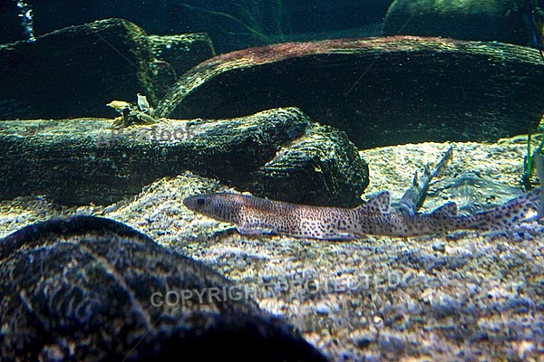 Sea Life, Munich, Bavaria, Germany