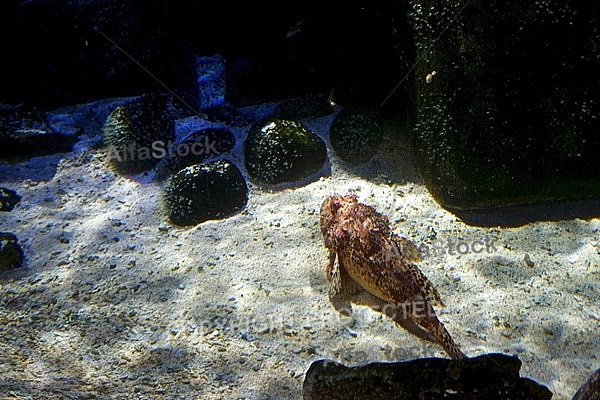 Sea Life, Munich, Bavaria, Germany