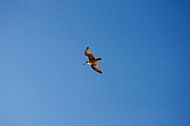 Seagull above the Upper Bay, New York City, United States