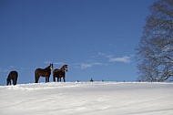 Seeg and surroundings, Winter, Bavaria, Germany