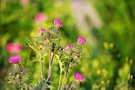 Silybum marianum