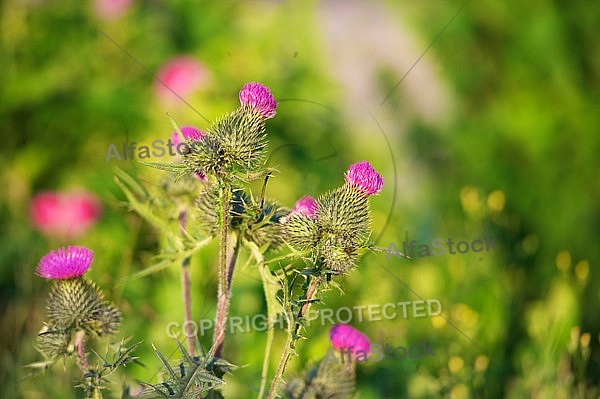 Silybum marianum