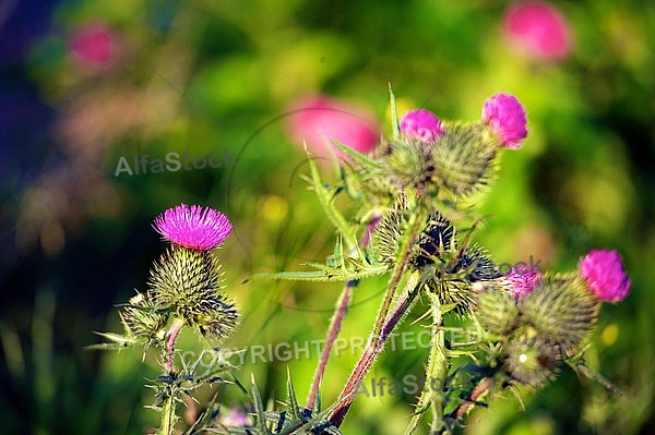 Silybum marianum