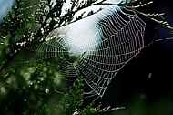 Spider's web