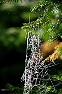 Spider's web