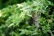 Spider's web