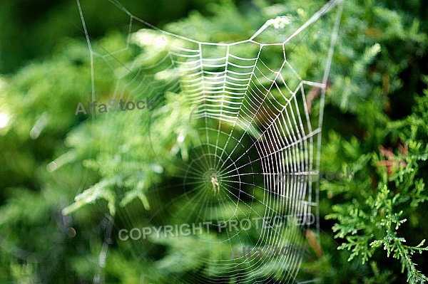 Spider's web