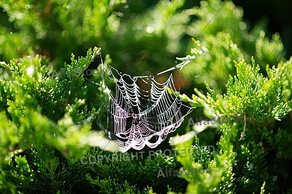 Spider's web