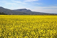 Spring bloom in the rape of the land