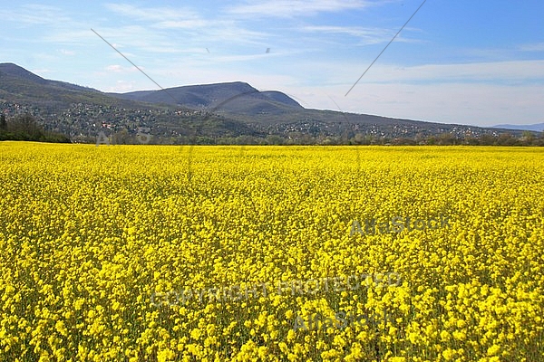 Spring bloom in the rape of the land