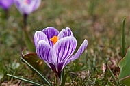 Spring, Crocus flower