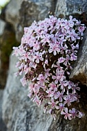 Spring, Flower, Allgäu, Bavaria, Germany