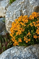 Spring, Flower, Allgäu, Bavaria, Germany