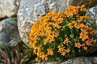 Spring, Flower, Allgäu, Bavaria, Germany