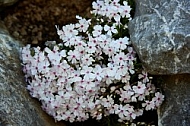 Spring, Flower, Allgäu, Bavaria, Germany