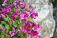 Spring, Flower, Allgäu, Bavaria, Germany