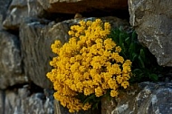 Spring, Flower, Allgäu, Bavaria, Germany