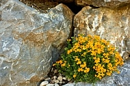 Spring, Flower, Allgäu, Bavaria, Germany