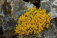 Spring, Flower, Allgäu, Bavaria, Germany