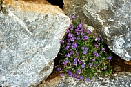 Spring, Flower, Allgäu, Bavaria, Germany