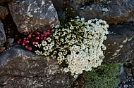 Spring, Flower, Allgäu, Bavaria, Germany