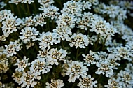 Spring, Flower, Allgäu, Bavaria, Germany