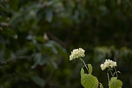 Spring, Flower, Allgäu, Bavaria, Germany