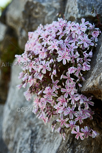 Spring, Flower, Allgäu, Bavaria, Germany