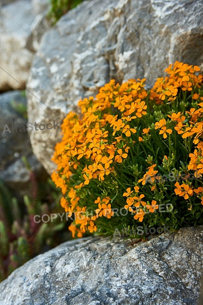 Spring, Flower, Allgäu, Bavaria, Germany