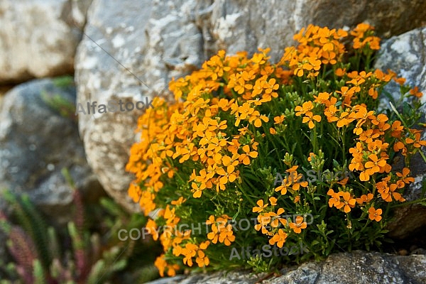 Spring, Flower, Allgäu, Bavaria, Germany