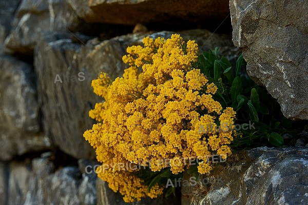 Spring, Flower, Allgäu, Bavaria, Germany