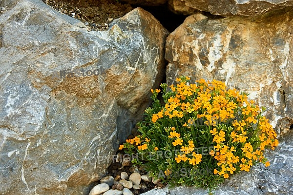 Spring, Flower, Allgäu, Bavaria, Germany