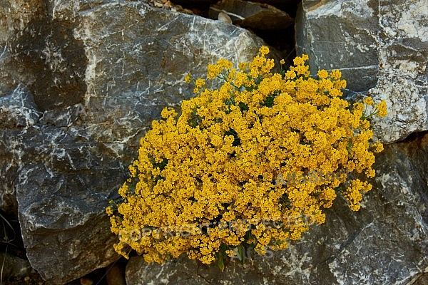 Spring, Flower, Allgäu, Bavaria, Germany